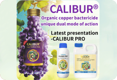Enhancing Grape Quality with NPK Liquid Fertilizer