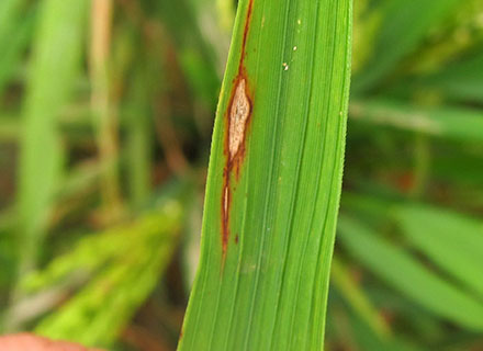 fungicide for rice