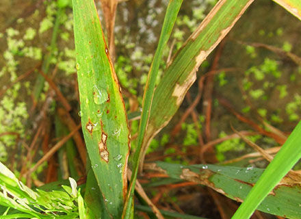 herbicide for rice