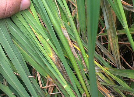 best fertilizer for paddy crop