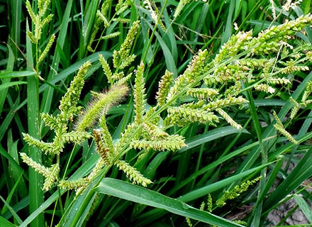 propanil herbicide in rice