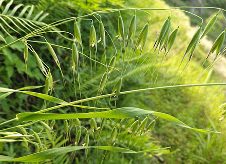 herbicide for paddy