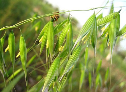 post emergence herbicide in paddy