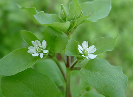 organic fertilizer for rice