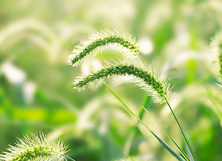 herbicide for rice