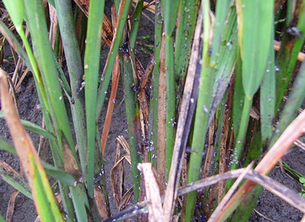 fertilizer application in rice
