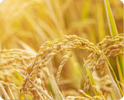 Biostimulants increase grain fill and quality
