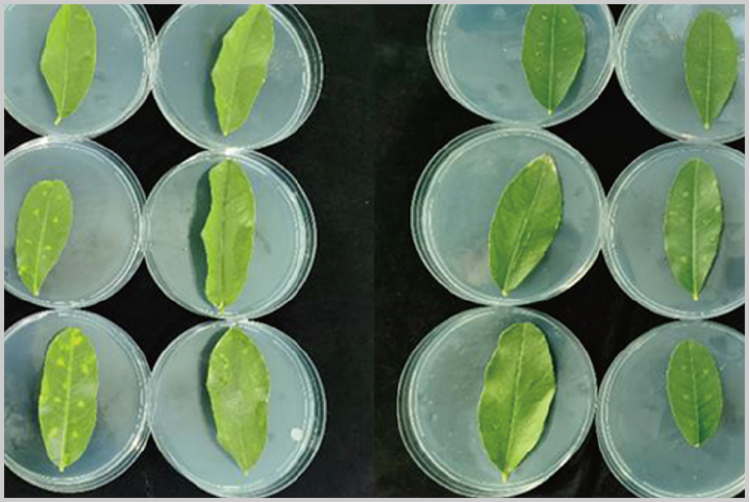 Advantage of Bio Trichoderma harzianum Biostimulant for Crops Disease