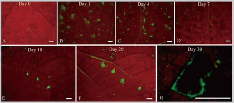 Advantage of Bio Trichoderma harzianum Biostimulant for Crops Disease