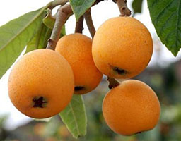 Loquat