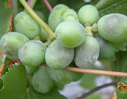 Grape downy mildew