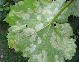 Grape downy mildew