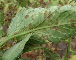 Tomato leaf mold