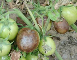 Tomato late blight