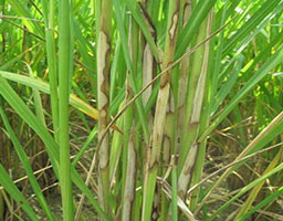 Rice bacterial streak