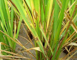 Rice bacterial streak