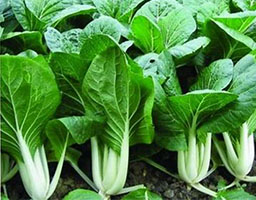 Chinese Cabbage