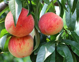 Peach Tree