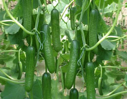 Cucumber