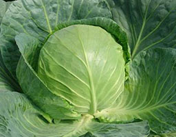 Cabbage