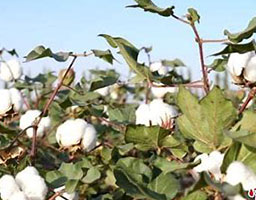 Cotton