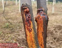 Kiwi fruit canker