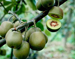 Kiwi fruit