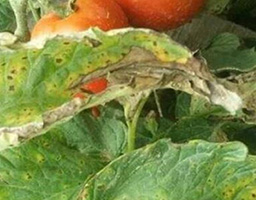 Tomato bacterial leaf spot