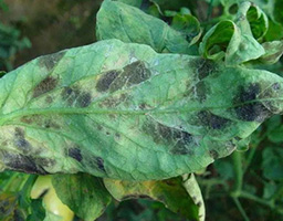 Tomato leaf mold