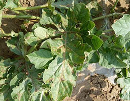 Watermelon bacterial angular leaf spot