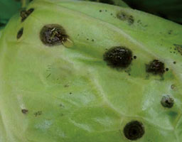 Cabbage bacterial black spot