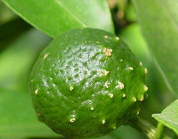 Citrus scab