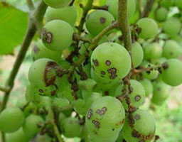 Grape anthracnose