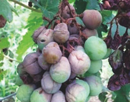 Grape white rot