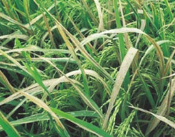 Rice bacterial blight