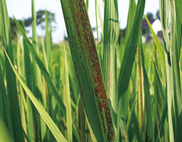 Rice bacterial streak