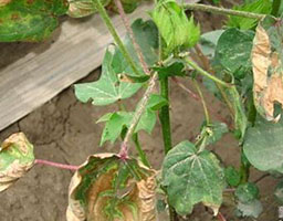 Fusarium Wilt