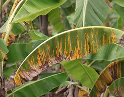 Banana Leaf Spot