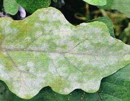 Eggplant Powdery Mildew