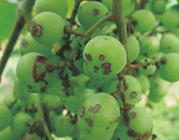 Grape Anthracnose