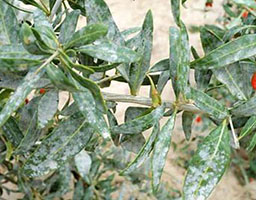 Lycium Barbarum Powdery Mildew