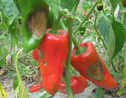 Pepper Anthracnose