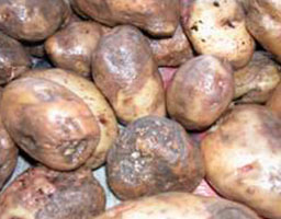 Potato Late Blight