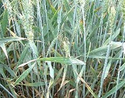 Rice Powdery Mildew