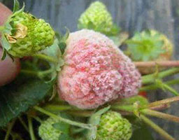 Strawberry Powdery Mildew