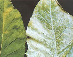 Tobacco Powdery Mildew