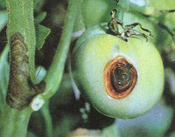 Tomato Early Blight