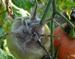Tomato Gray Mold