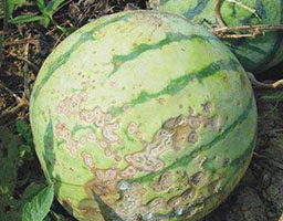 Watermelon Anthracnose