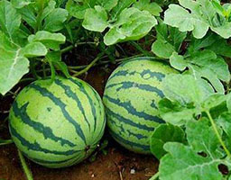 Watermelon